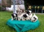 Slika 1