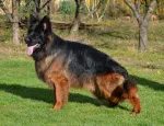 Slika 2
