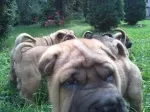 Slika 2
