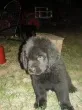 Slika 1