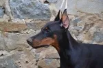 Slika 1
