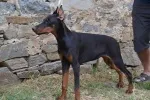 Slika 2