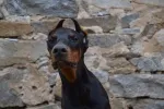 Slika 3