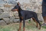 Slika 5
