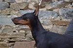Slika 6