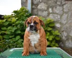 Slika 4