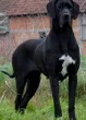 Slika 5