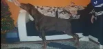 Slika 1