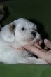Slika 1