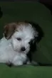 Slika 4