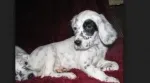 Slika 1
