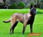 Slika 4