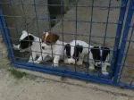 Slika 1