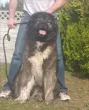 Slika 5