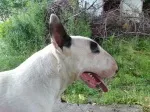 Slika 1