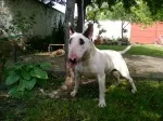 Slika 4