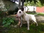Slika 5