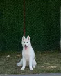 Slika 4