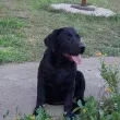 Slika 1