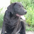 Slika 2