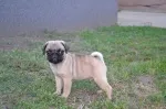 Slika 1