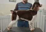 Slika 5