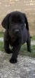 Slika 1