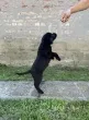 Slika 4