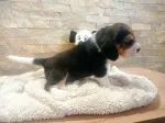 Slika 4