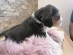 Slika 5