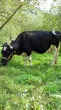 Slika 1
