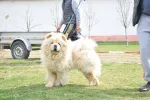 Slika 4