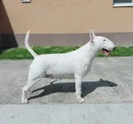 Slika 4
