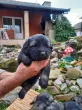 Slika 5