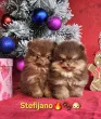 Slika 1