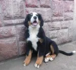 Slika 1