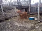 Slika 1