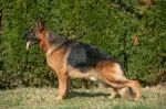 Slika 2