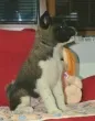 Slika 1