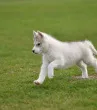 Slika 4