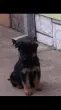 Slika 1
