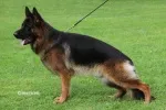 Slika 1