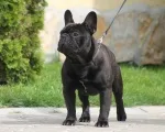 Slika 5