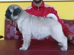 Slika 4