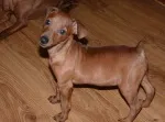 Slika 1