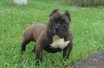 Slika 5