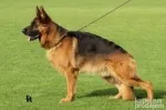 Slika 3