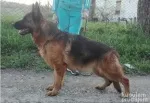 Slika 4