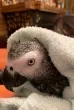 Slika 1