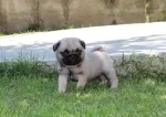 Slika 1